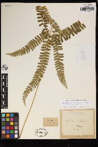 Lindsaea quadrangularis subsp. antillensis image