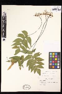 Adiantum petiolatum image