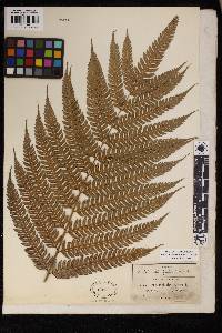 Pteris orizabae image