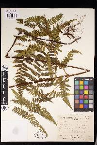 Hypolepis rugosula subsp. pradoana image