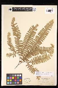 Adiantum aleuticum image