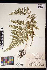 Dennstaedtia zeylanica image