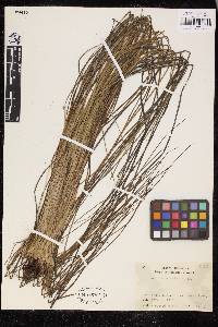 Isoetes japonica image