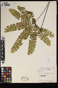 Adiantum aleuticum image