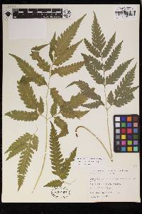 Pteris propinqua image