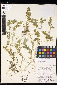 Selaginella substipitata image