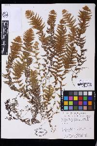 Hymenophyllum karstenianum image