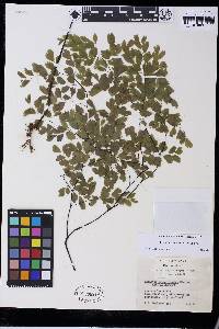 Adiantum pseudotinctum image