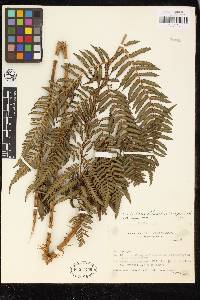 Cyathea atrovirens image