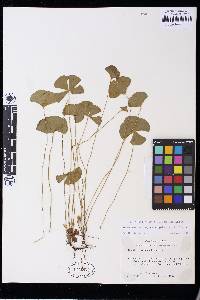 Marsilea macropoda image