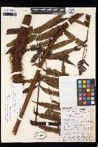 Cyathea nigripes image