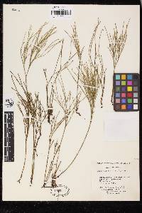 Psilotum nudum image