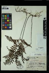 Image of Adiantum incertum