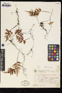 Hymenophyllum seselifolium image