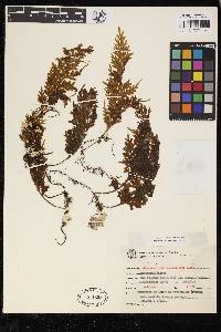 Hymenophyllum caudiculatum image