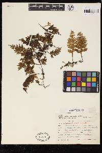 Hymenophyllum caudiculatum image