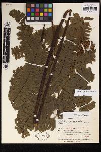 Adiantum abscissum image