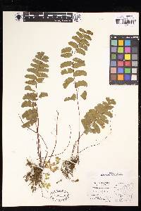 Adiantum philippense subsp. philippense image