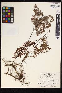 Adiantum chilense image