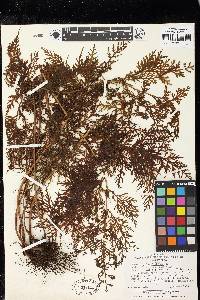 Hymenophyllum fuciforme image