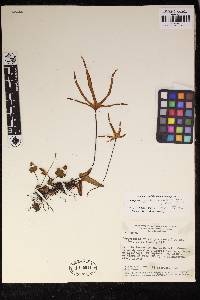 Lytoneuron ornithopus image