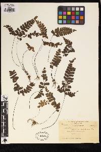 Adiantum diaphanum image