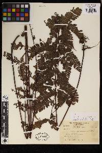 Pteris pellucens image