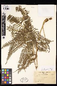 Pteris biaurita image