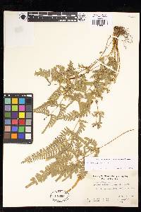 Pteris dispar image