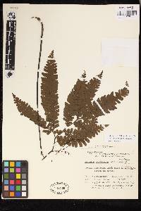 Adiantum abscissum image