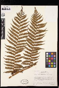 Cyathea suprastrigosa image