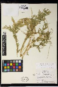 Selaginella conduplicata image