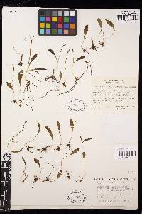 Ophioglossum californicum image