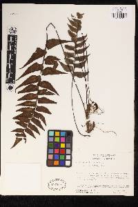 Adiantum obliquum image