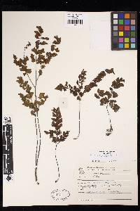 Adiantum sinuosum image