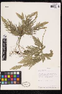 Selaginella arthritica image