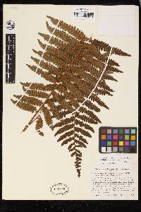 Cyathea bipinnatifida image