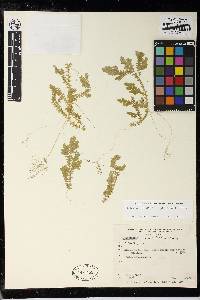 Selaginella diffusa image