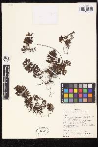 Trichomanes humboldtii image