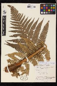 Dicksonia karsteniana image