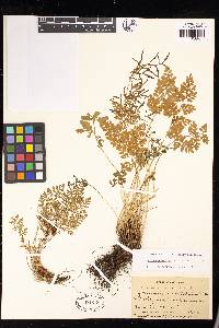 Cryptogramma acrostichoides image