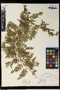 Selaginella exaltata image