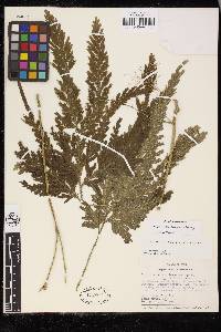 Selaginella tomentosa image