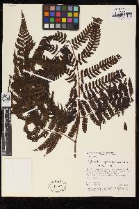 Cyathea cyatheoides image