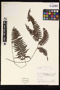 Adiantum cajennense image