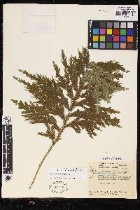 Selaginella bombycina image