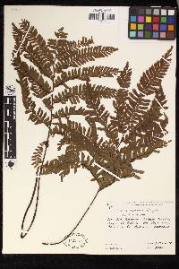 Adiantum cajennense image