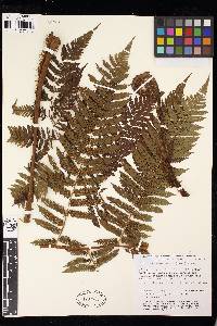 Cyathea microdonta image