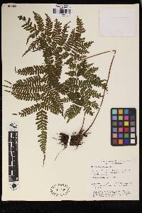 Pteris muricella image