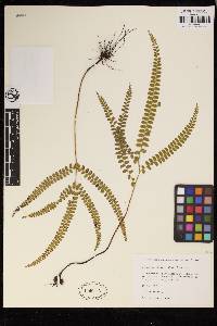 Lindsaea stricta image